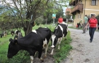 Ertl-bio-award-kaernten-2014-09